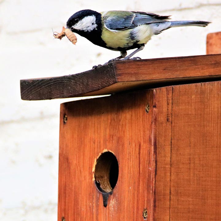 Vogel auf dem Dach eines Nistkastens