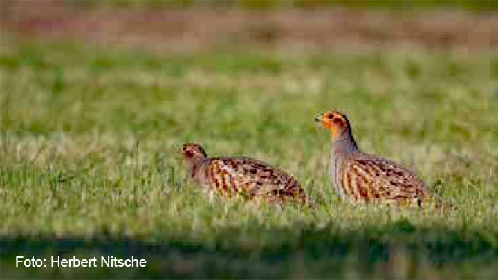 Zwei Rebhühner stehen in hohem Gras auf einem Feld.