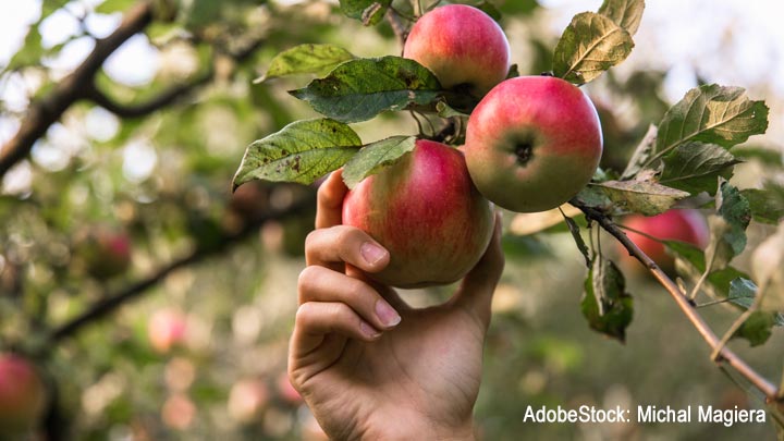 Hand pflückt reifen Apfel von einem Baum