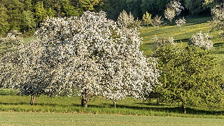 Blühende Obstbäume mit weißen Blüten auf einer grünen Streuobstwiese an einem Hang