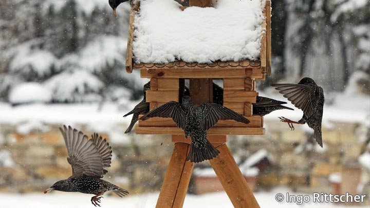 Vogelfutterhaus in winterlicher Landschaft