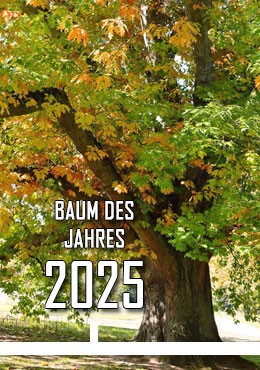 2025 - Amerikanische Roteiche